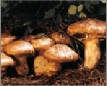 Bonghwa Pine Mushroom Festival