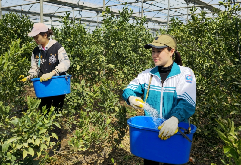 A combined 74,689 E-8 (seasonal worker) visas will be issued from this year under an advance system for visa issuance volume. Shown are seasonal workers from Vietnam in March 2024 spraying fertilizer at a tangerine orchard in Namwon-eup Township of Seogwipo, Jeju Island. (Yonhap News) 