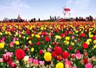 Shinan Tulip Festival