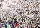 Hangang Yeouido Spring Flower Festival 