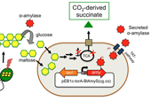 Researchers develop bacteria used to make bioplastic