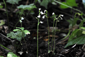 Endangered orchid discovered in eastern Korea