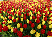 Taean Tulip Festival