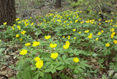 Korea National Arboretum, covered in yellow