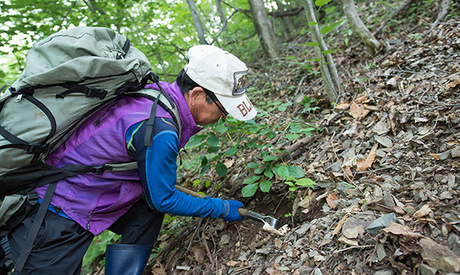 Wild ginseng hunters in a modern world