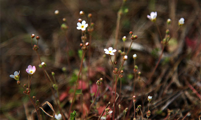 Rock jasmine celebrates spring 