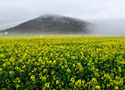 Jeju Canola Festival