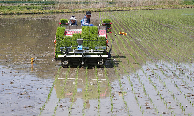 Year's first rice planting in Hamyang