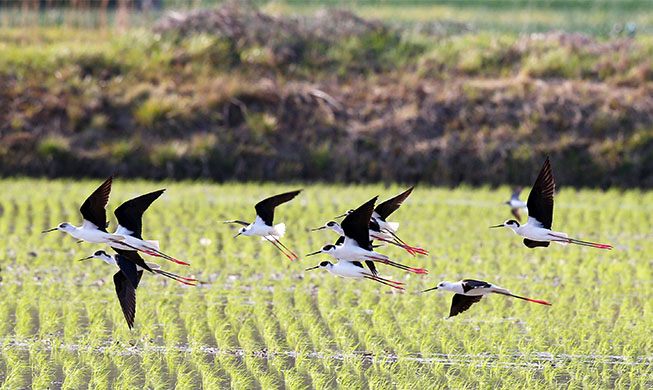 Black-winged stilts come to Korea on warm spring day