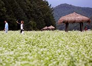 Hyoseok Cultural Festival