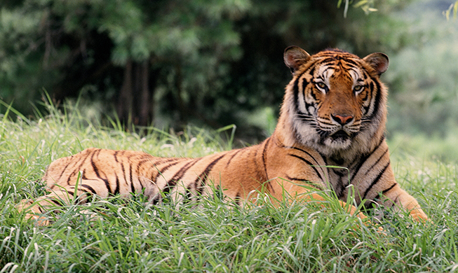 Tiger voted as Korea’s favorite animal