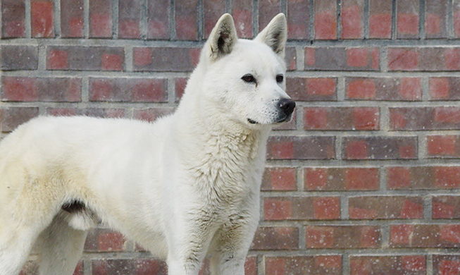 Researchers explore Korean dog DNA