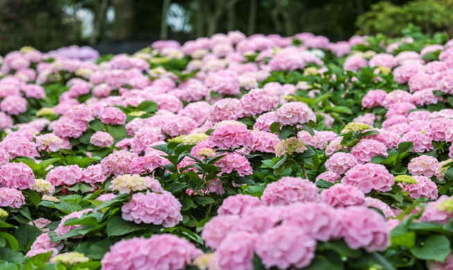 Floral festivals across Korea