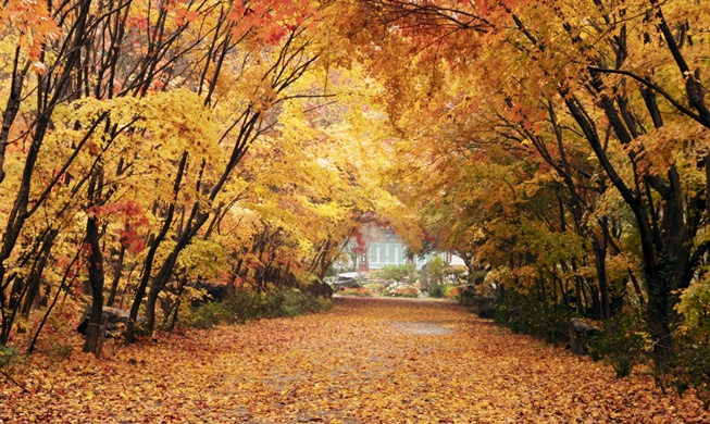 Fall foliage comes 1-4 days later this year