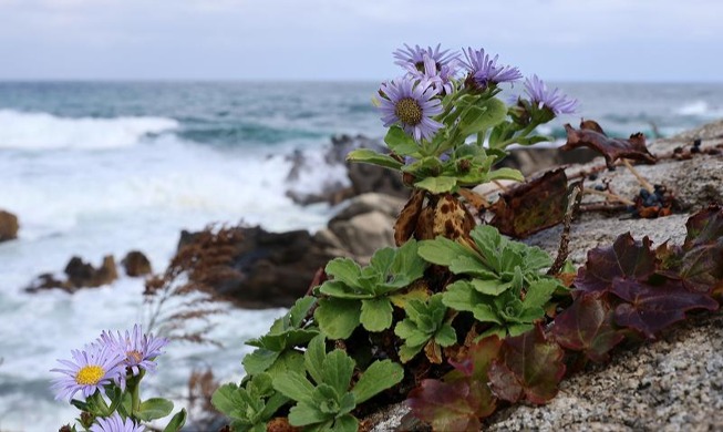 Native flower blooms in eastern coastal area 