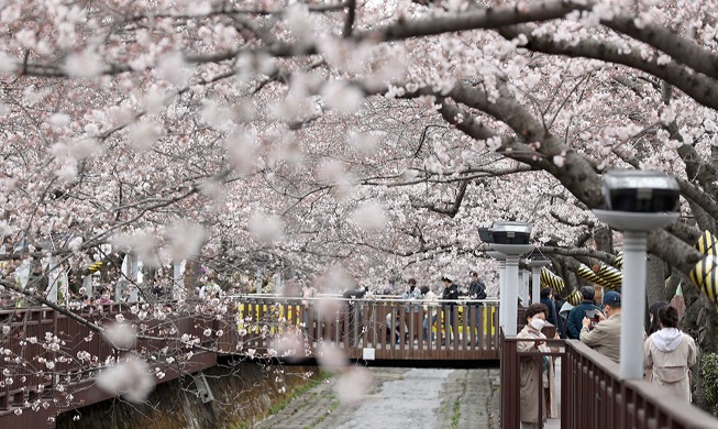 Fully bloomed cherry blossoms in Changwon