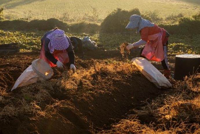 Farmers harvesting ginseng