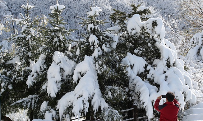 [Korea in photos] Snow blossoms in May