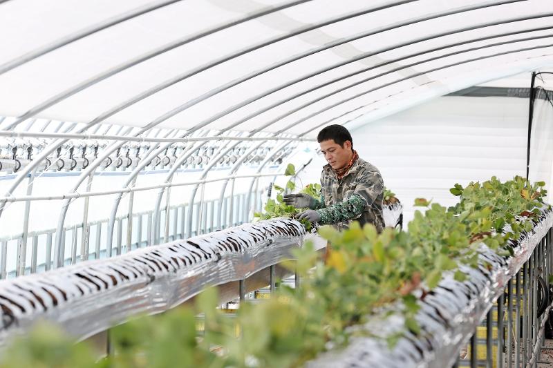 Government measures were announced on Nov. 26 to invigorate the seasonal foreign worker program for agriculture and fisheries including diversification of duties for such laborers and improvements to the minimum wage. Shown is such a worker at a vinyl greenhouse in Imsil-gun County, Jeollabuk-do Province. (Imsil-gun County)