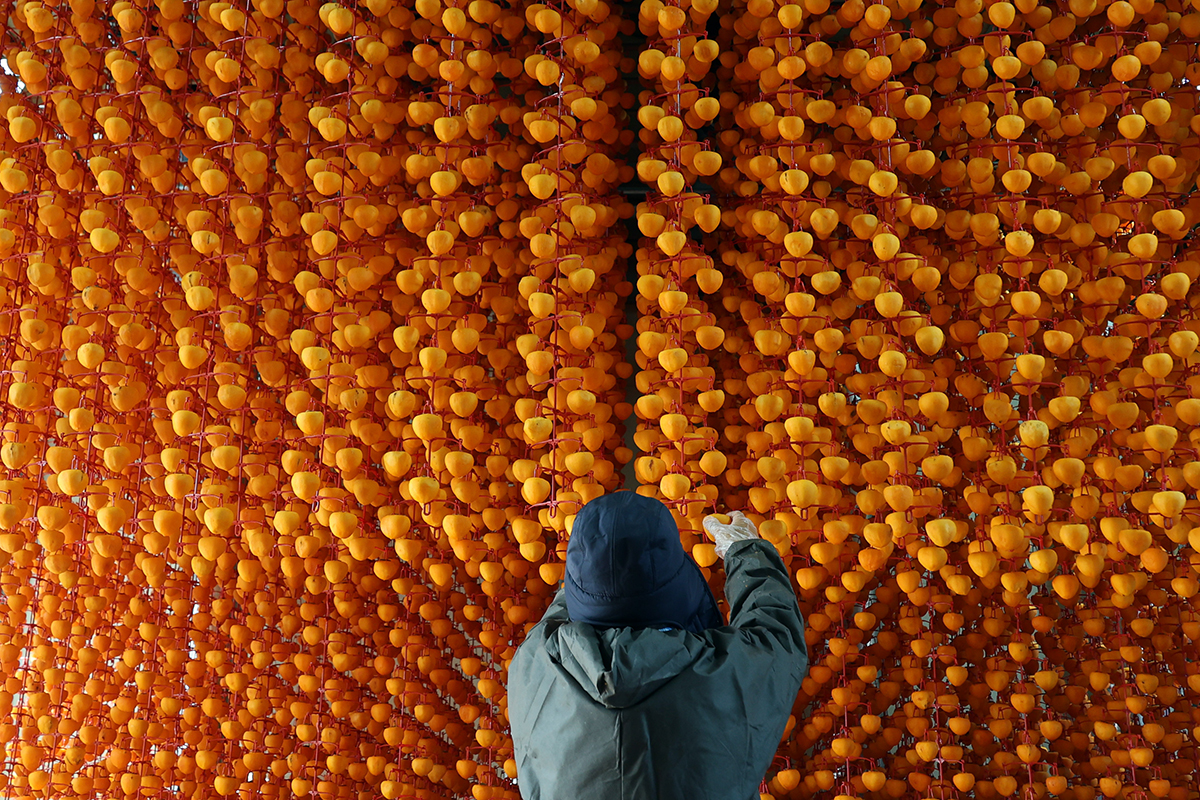 Rows of Gojongsi gotgam, a type of permission peeled and dried in the sun that was a favorite of King Gojong of the Joseon Dynasty, on the morning of Nov. 21 are tended to a farm in Samjang-myeon Township of Sancheong-gun County, Gyeongsangnam-do Province.