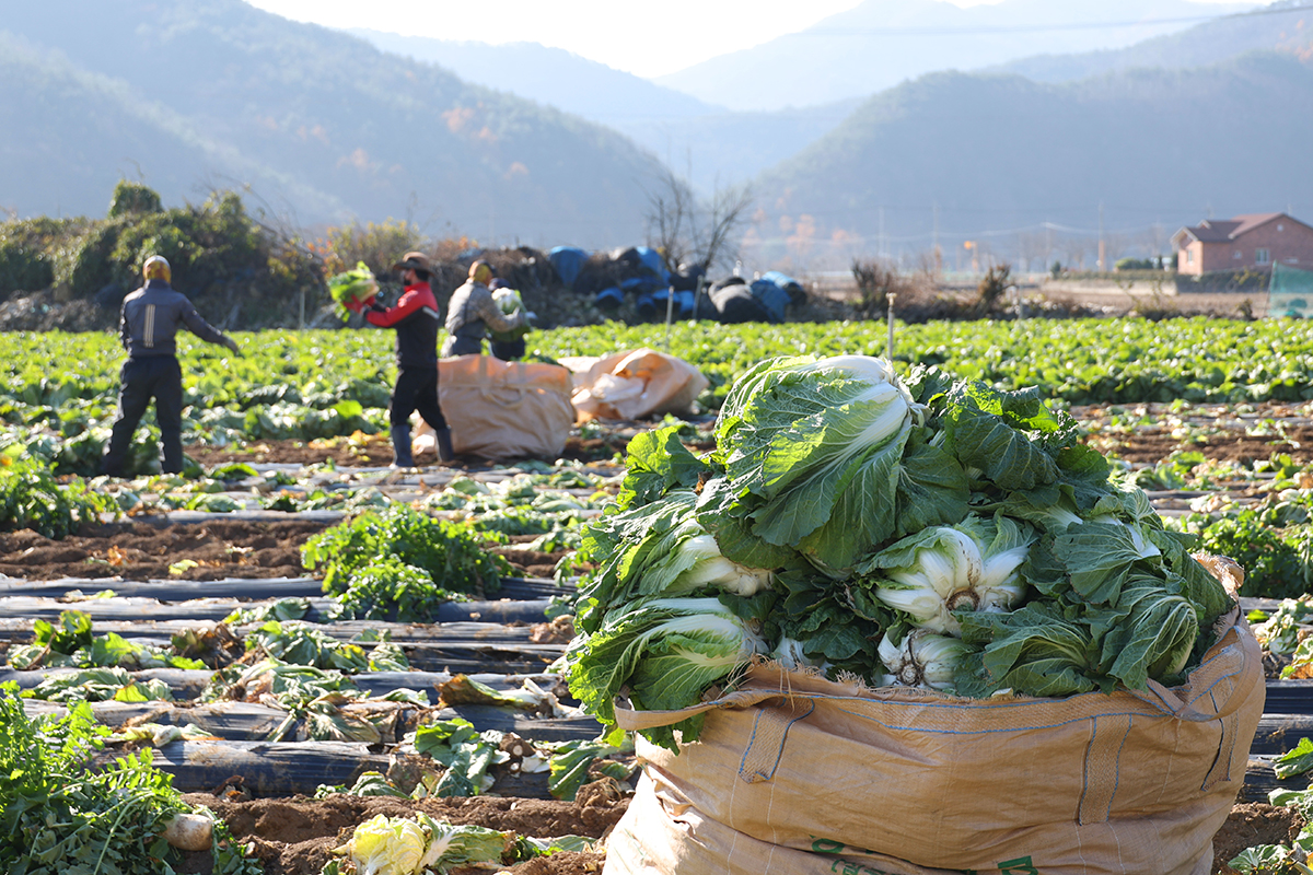 Workers on the morning of Nov. 22 harvest kimchi cabbage in a field in Nongam-myeon Township of Mungyeong, Gyeongsangbuk-do Province.